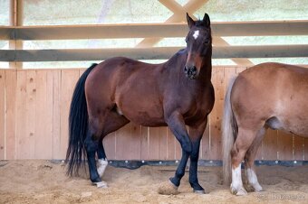 Valach PH, 15 let - 5