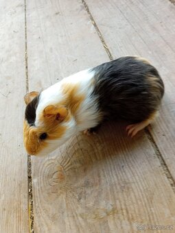 Morčata - samečci - 5