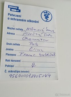 francouzský buldoček - 5