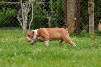 Psík American Bully s pp (ABKC) - 5