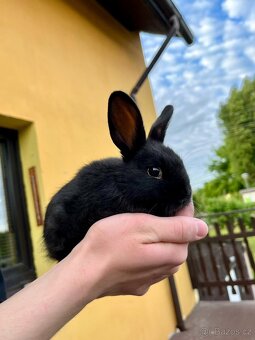 Holandští zakrslí králíčci - 5