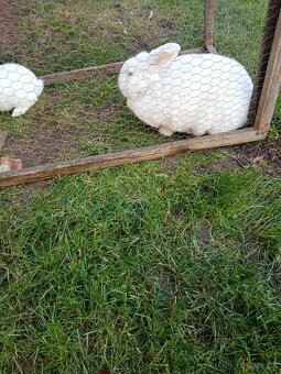 Novozélandský bílý - 5