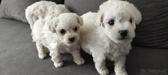 Bison štěňata s pp - 5