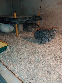 Krepelky-kohouti - 5