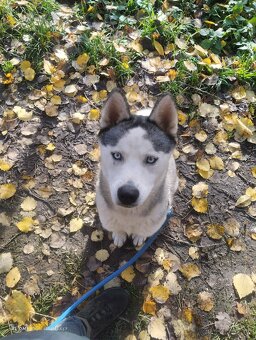 Daruji fenku sibiřský husky - 5