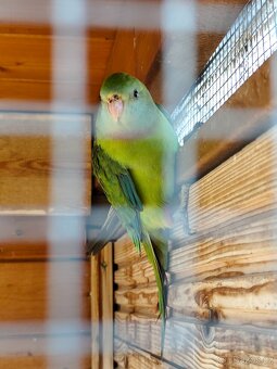 Papoušek nádherný - 5