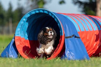 Krycí pes Kavalír King Charles španěl - 5