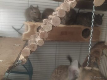 Osmáci degu - 5