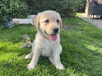 štěňata labrador a – připravena k odběru - 5