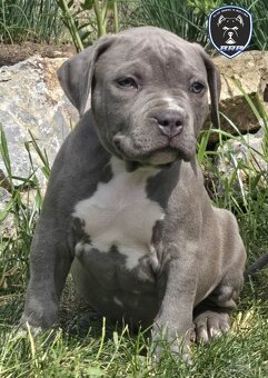 Chlapeček American bully XL k odběru - 5