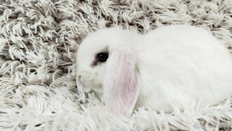 Zakrslý beránek, králíček, králík - FILIP - 5