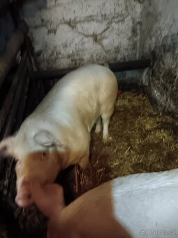 Prodám vykrmené prase - 5