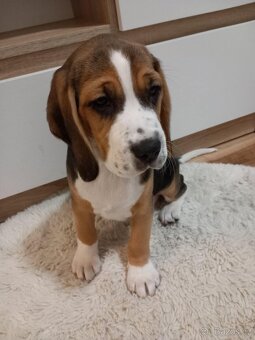 štěňátka bígla - 5