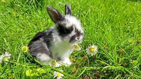 Zakrslý králíček, zakrslý králík beránek - 5