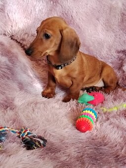 Jezevčík hladkosrstý trpasličí/králičí - 5