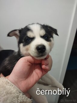 Sibiřský husky - 5