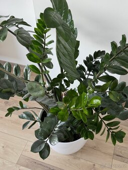 Zamioculcas výška 110 cm, průměr 110 cm - 5