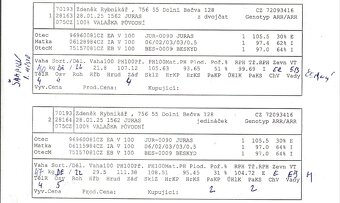 Valaška původní - chovný beran - 5