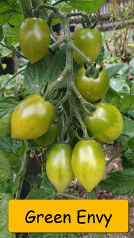 Semínka rajčata - různé druhy - 5