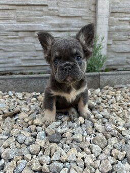 Francouzsky buldoček fenka fluffy - 5