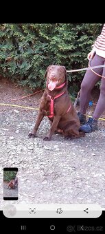 Labrador - 5