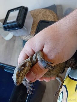 Samec Čukvala zavalitá ( sauromalus ater) - 5