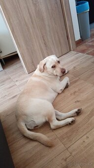 Štěňátka Labradora - 5