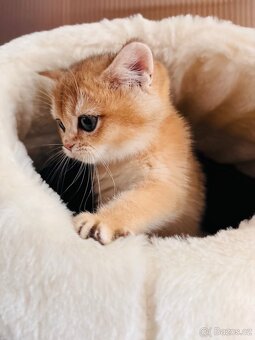 Britské zlaté činčily s PP pro chov - 5