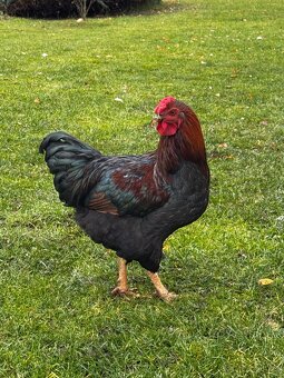 Prodám mladé kohoutky - 5