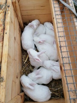 Francouzská Hyla - 5