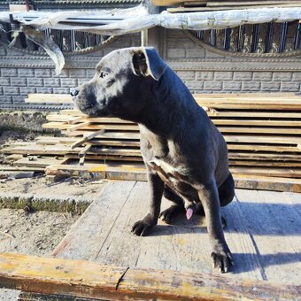 Stafordšírský bulteriér bullterrier modry psik - 5