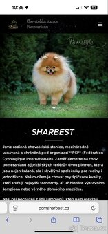 Pomeranian s PP FCI, kluci - 5