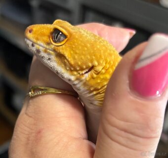 Gekončík Noční 1.0 Green Tangerine adult - 5