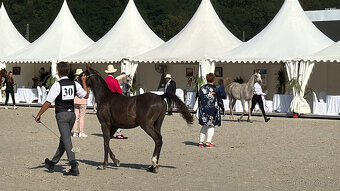 Arabský plnokrevný valach - 5