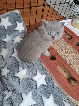 Britská lila a modrá koťata - 5