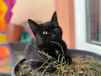 Kočička Luna - 5-6 měsíců - 5