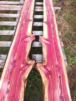 Fošny jalovec viržinský - 5