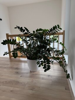 Zamioculcas výška 110 cm, průměr 150 cm - 5