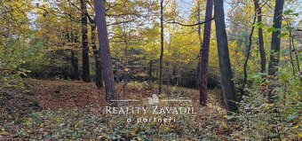 Prodej lesa 27 814 m², Morávka, ev.č. 00984 - 5