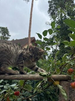 Bengálské kotě - 5