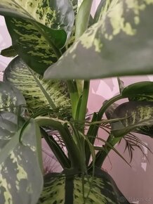 Dieffenbachia / Difenbachie 110 - 5