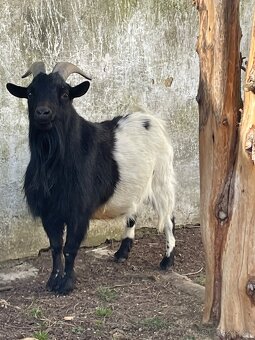 Zakrslý holandský kozel - 5