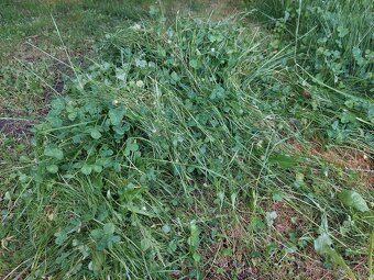 Domácí seno pro mazlíčky - 5