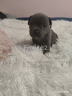 Stafordšírský bulteriér - 5