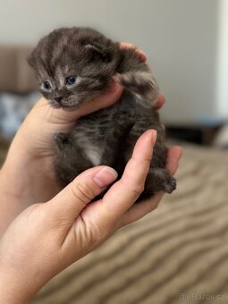 Britské koťátka whiskas - 5