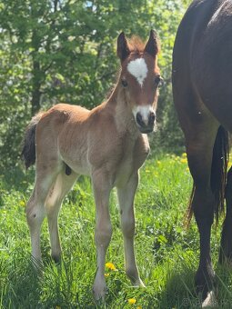 Welsh cob - hřebeček - 5