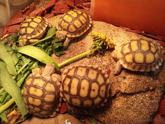 Geochelone Sulcata, želva ostruhatá 🐢 - 5