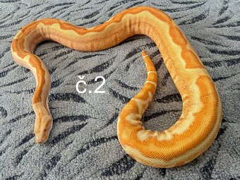 Boa constrictor - Hroznýš královský - 5