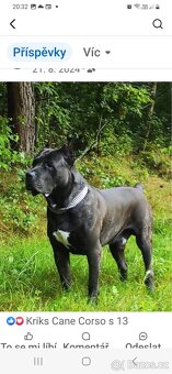 Cane Corso - 5