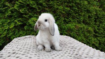 Zakrslý beránek, králíček, králík - JAMES - 5